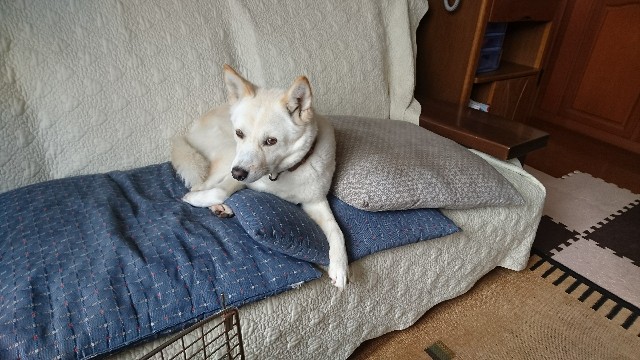 f:id:kuma4471:20200327151004j:image