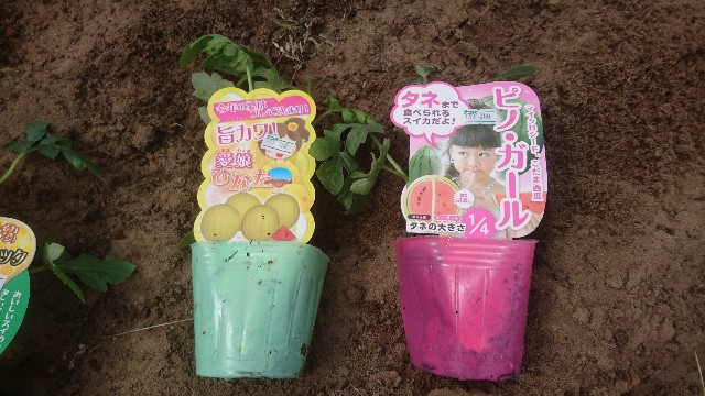 f:id:kuma4471:20200521093249j:image f:id:kuma4471:20200521093249j:image