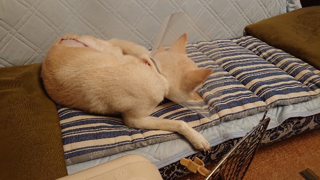 f:id:kuma4471:20211130204357j:image f:id:kuma4471:20211130204357j:image