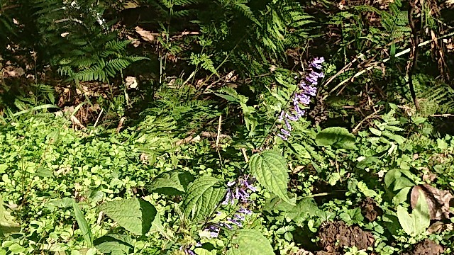 f:id:kuma4471:20211206162052j:image