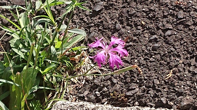 f:id:kuma4471:20211206162107j:image