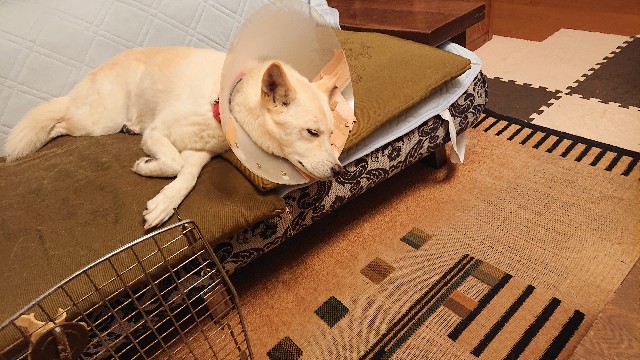 f:id:kuma4471:20211222083750j:image