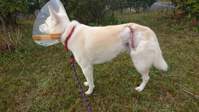 f:id:kuma4471:20211222083809j:image