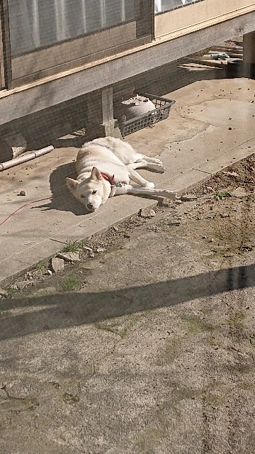f:id:kuma4471:20220122131424j:image