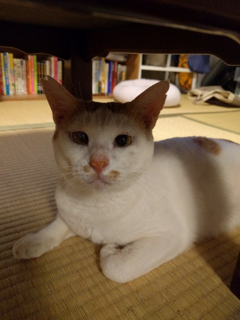 f:id:kuma5812:20180919220741j:image