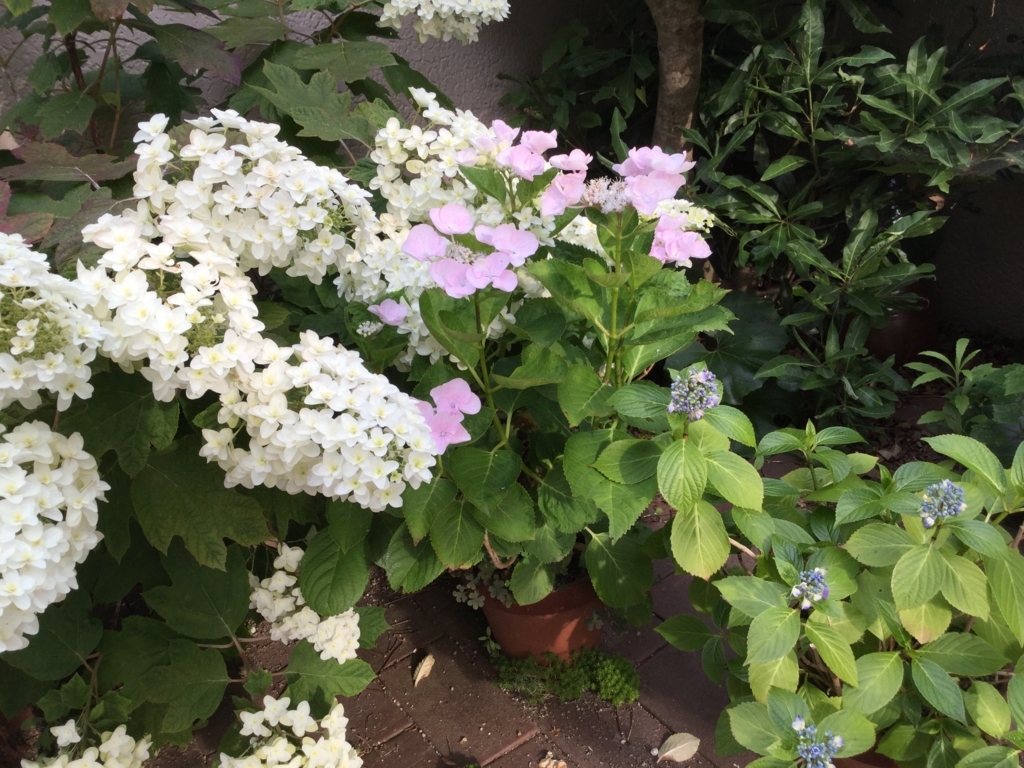 f:id:kuma5risuchny:20170613174127j:plain