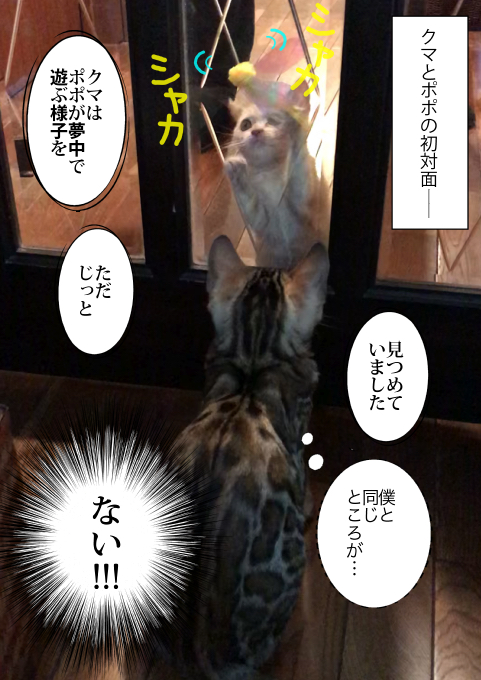 f:id:kuma_and_popo:20190407190625j:plain