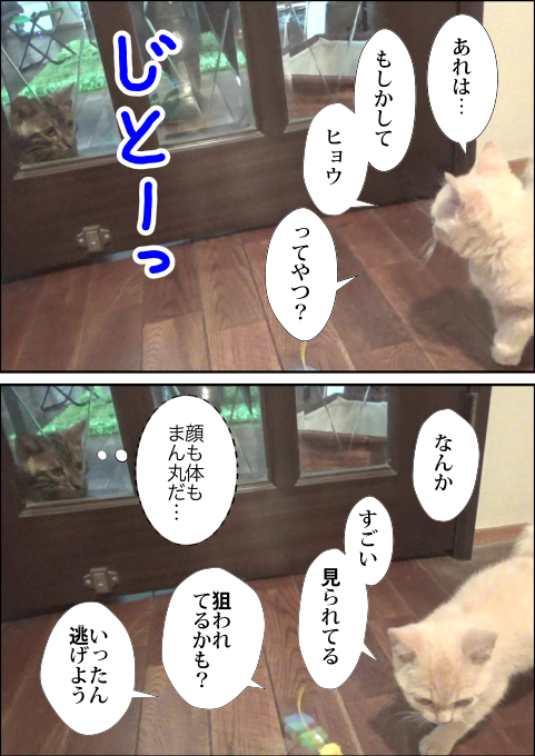 f:id:kuma_and_popo:20190407190702j:plain