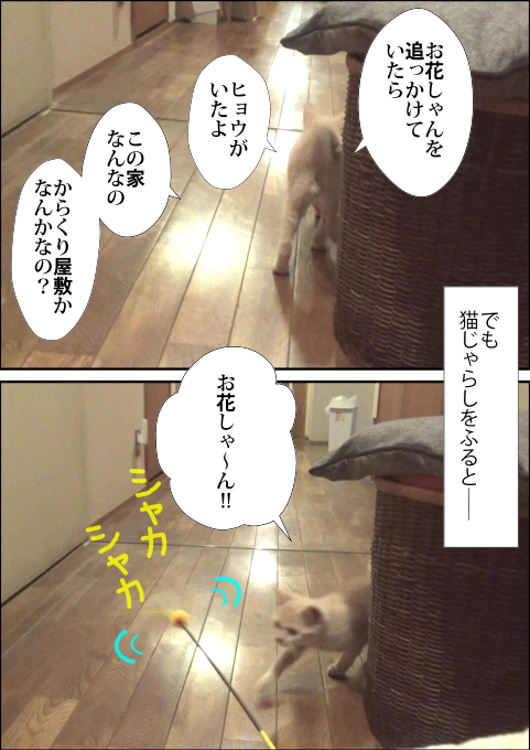 f:id:kuma_and_popo:20190408132112j:plain