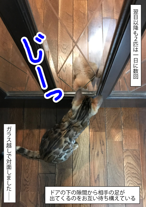 f:id:kuma_and_popo:20190411184131j:plain