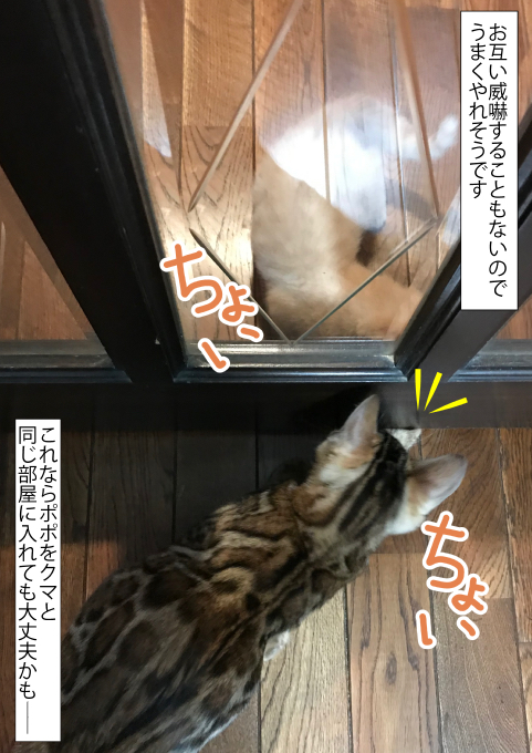 f:id:kuma_and_popo:20190411184148j:plain