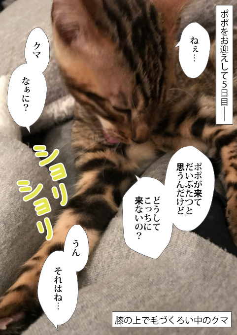 f:id:kuma_and_popo:20190411184223j:plain