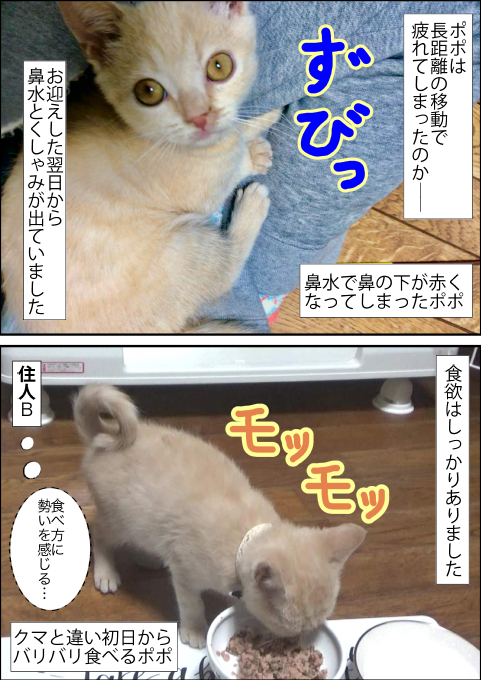 f:id:kuma_and_popo:20190411184242j:plain