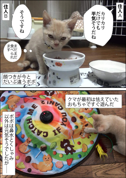 f:id:kuma_and_popo:20190411184308j:plain