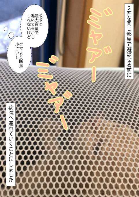 f:id:kuma_and_popo:20190411184325j:plain