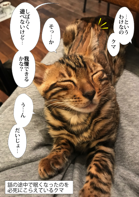 f:id:kuma_and_popo:20190411184404j:plain