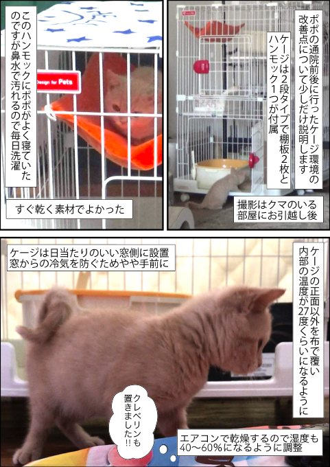 f:id:kuma_and_popo:20190411184422j:plain