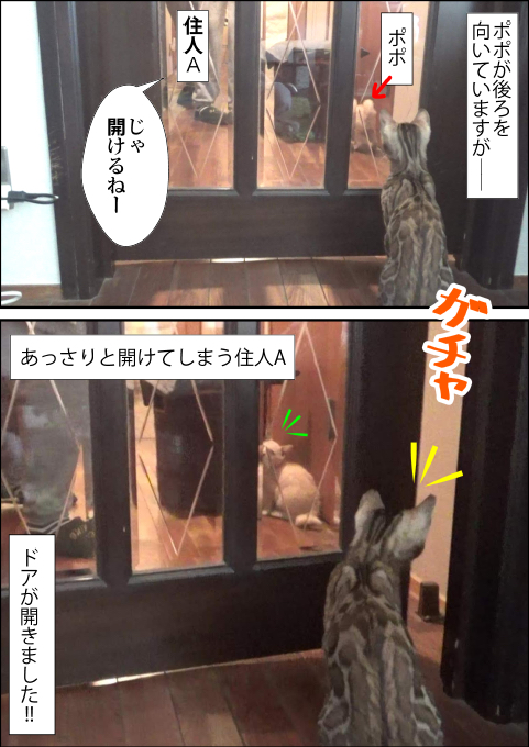 f:id:kuma_and_popo:20190413190937j:plain