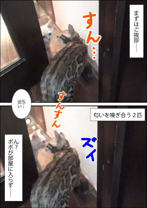 f:id:kuma_and_popo:20190413191002j:plain