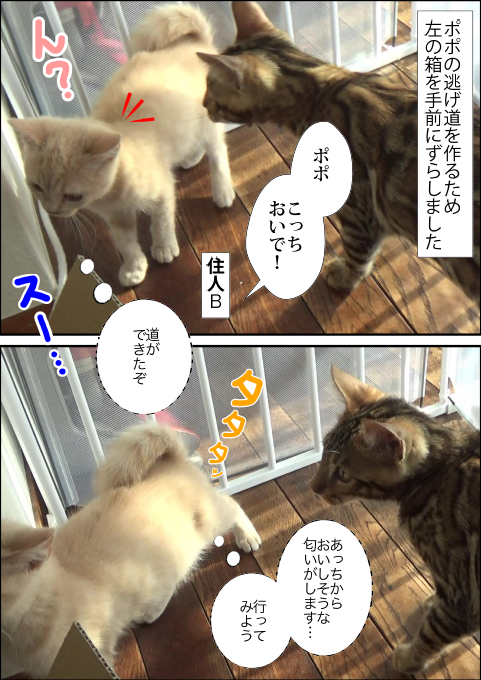f:id:kuma_and_popo:20190417175433j:plain