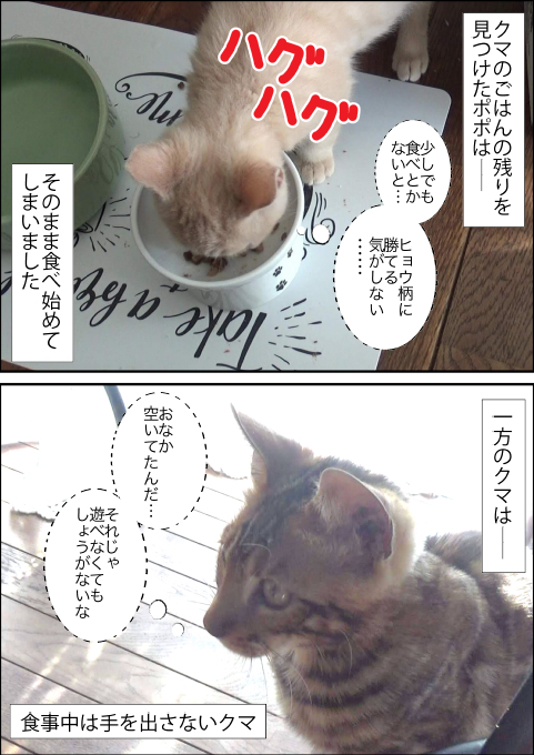 f:id:kuma_and_popo:20190417175452j:plain