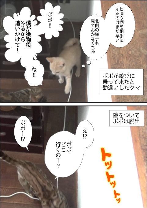 f:id:kuma_and_popo:20190417175924j:plain