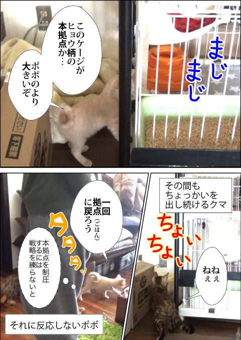f:id:kuma_and_popo:20190417175957j:plain