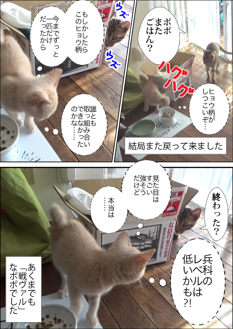 f:id:kuma_and_popo:20190418151056j:plain