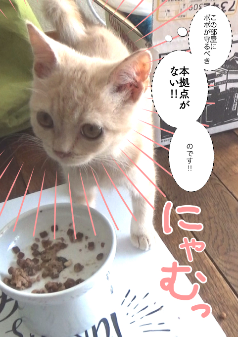 f:id:kuma_and_popo:20190421231705j:plain