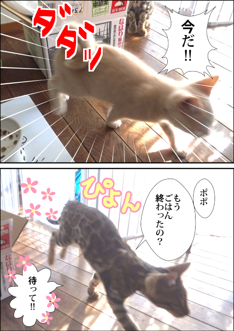 f:id:kuma_and_popo:20190421231813j:plain