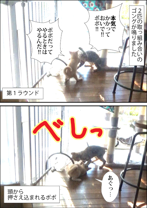 f:id:kuma_and_popo:20190421231910j:plain