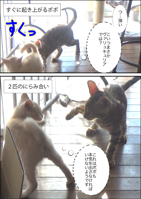 f:id:kuma_and_popo:20190421232007j:plain