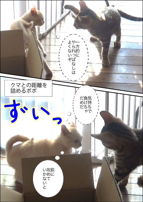 f:id:kuma_and_popo:20190421232025j:plain