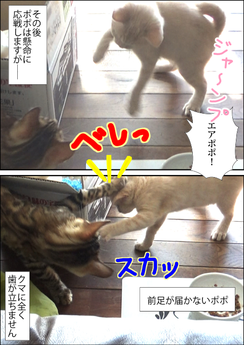 f:id:kuma_and_popo:20190425233102j:plain