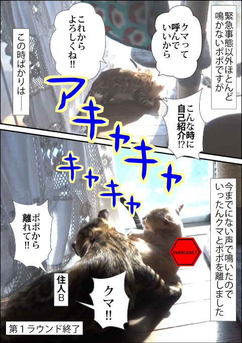 f:id:kuma_and_popo:20190425233154j:plain