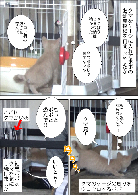 f:id:kuma_and_popo:20190425233213j:plain