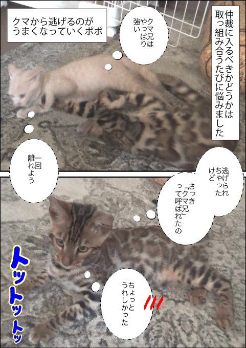 f:id:kuma_and_popo:20190425233236j:plain