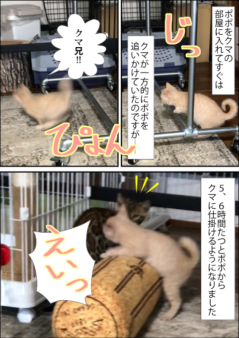 f:id:kuma_and_popo:20190425233318j:plain