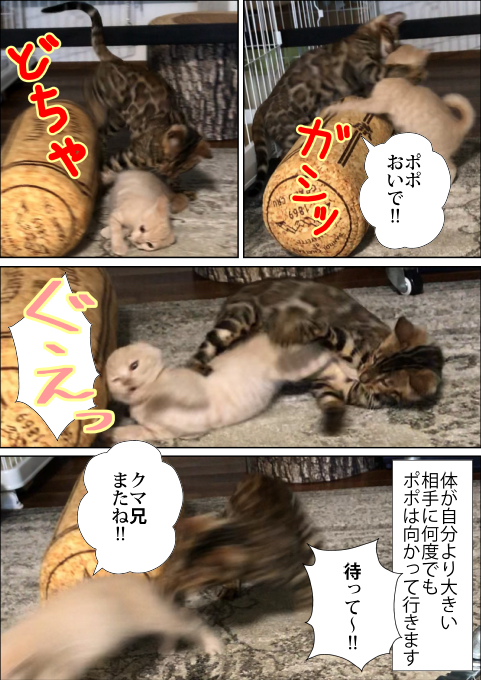 f:id:kuma_and_popo:20190425233337j:plain