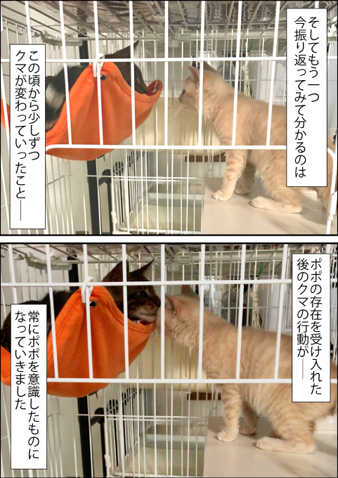 f:id:kuma_and_popo:20190425233701j:plain