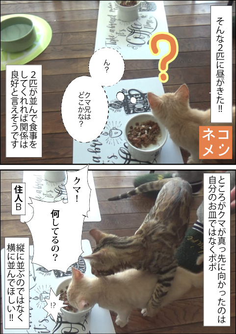 f:id:kuma_and_popo:20190501142342j:plain