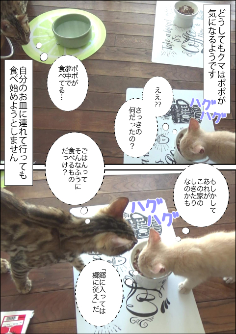 f:id:kuma_and_popo:20190501142420j:plain