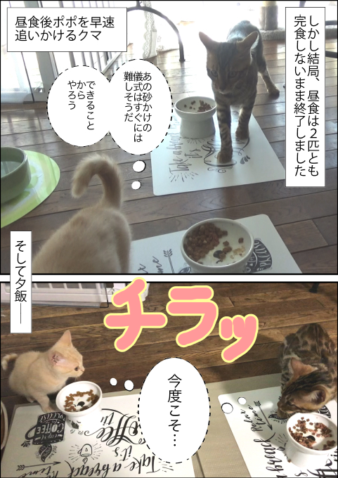 f:id:kuma_and_popo:20190501151606j:plain