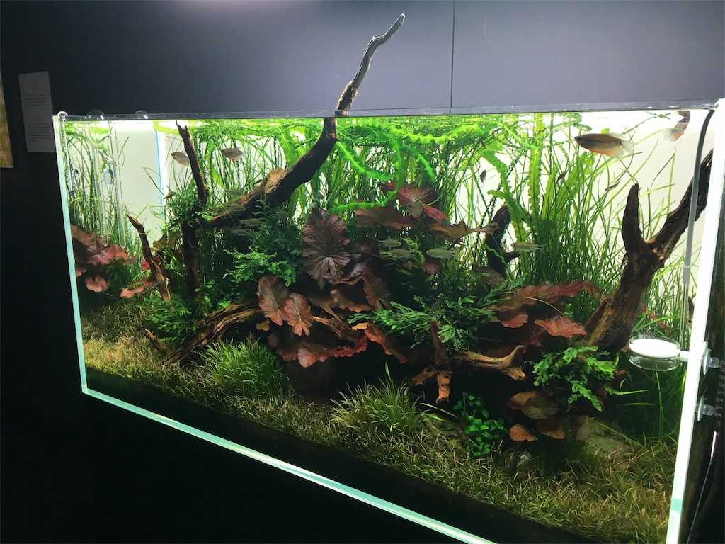 f:id:kumabou2016:20180119163243j:image