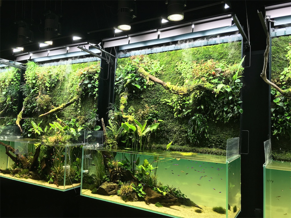 f:id:kumabou2016:20180119163255j:image