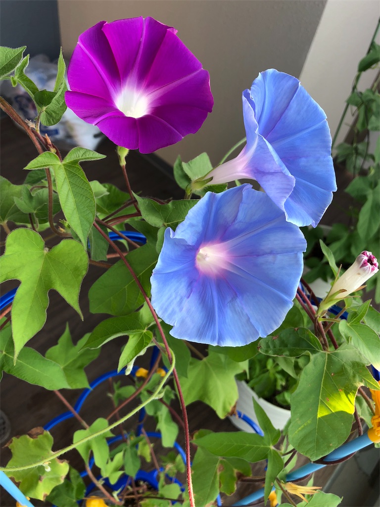 f:id:kumabou2016:20180731144302j:image f:id:kumabou2016:20180731144302j:image