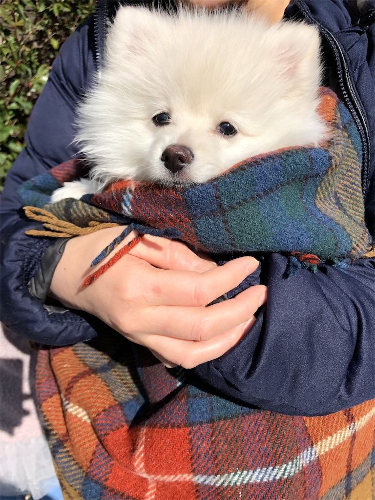 f:id:kumabou2016:20190217151551j:image