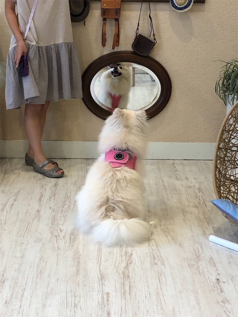 f:id:kumabou2016:20190826083822j:image