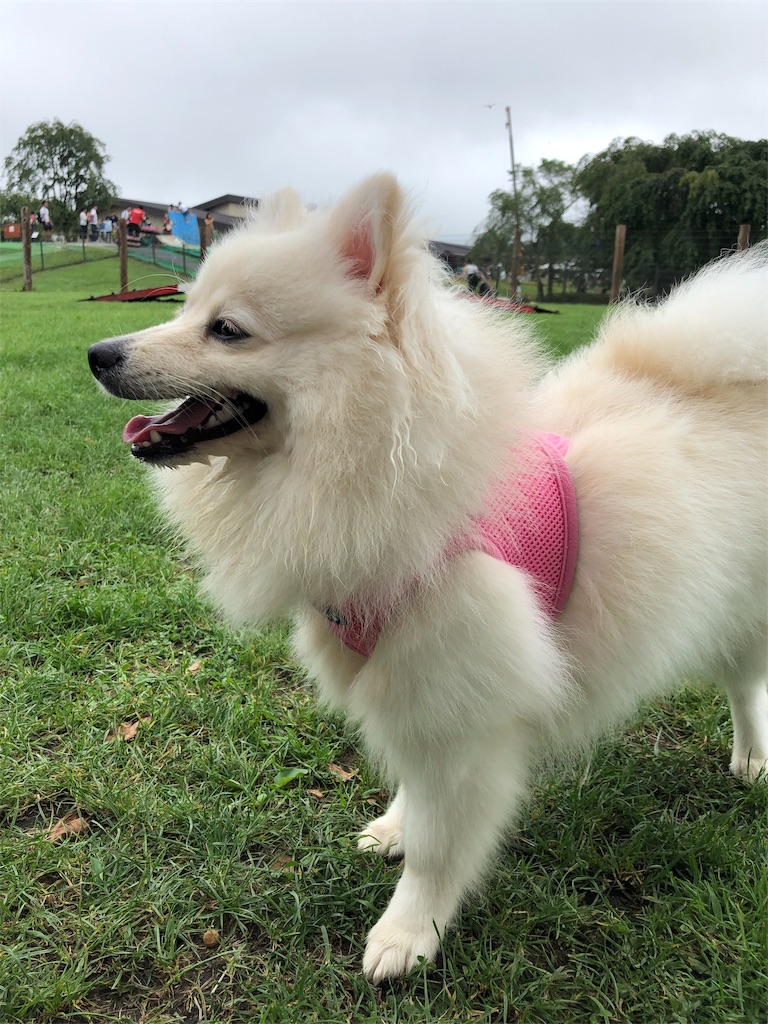 f:id:kumabou2016:20190826083908j:image