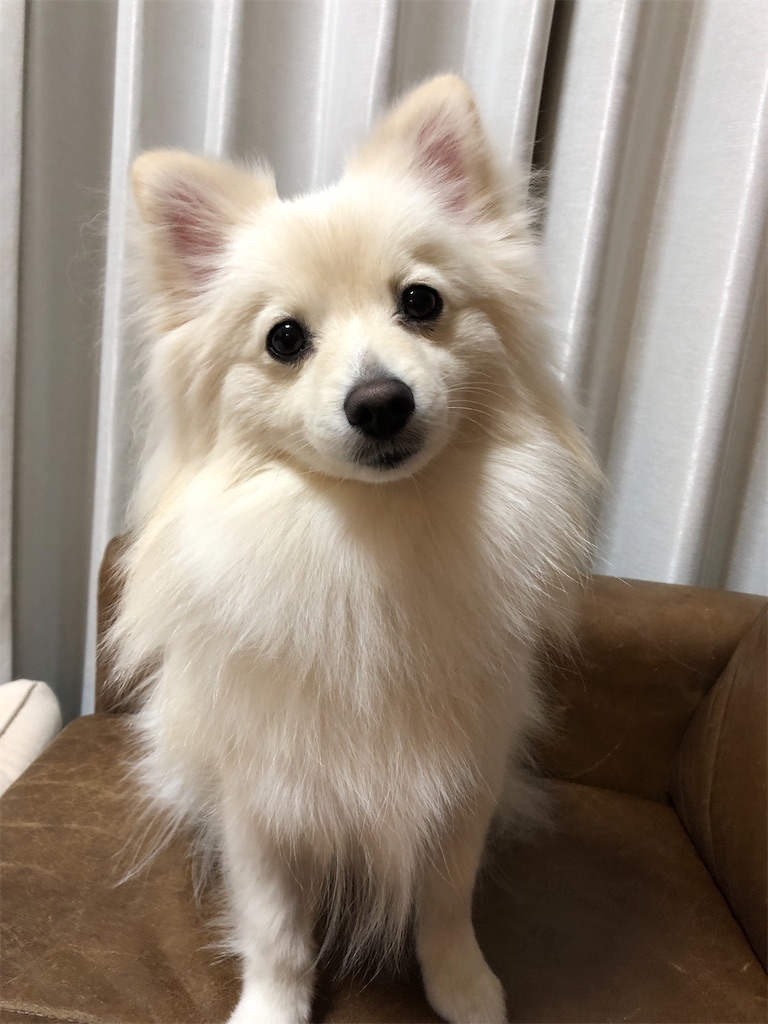 f:id:kumabou2016:20200318212127j:image